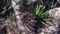 Ferocactus recurvus recurvus