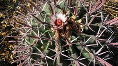 Ferocactus recurvus recurvus
