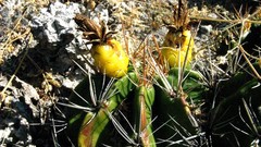 Ferocactus robustus