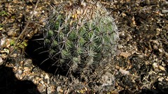 Coryphantha pallida