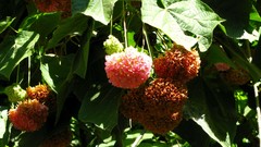 Dombeya × cayeuxii