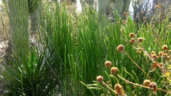 Euphorbia rossiana