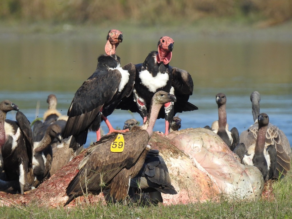 Red-Headed Vulture