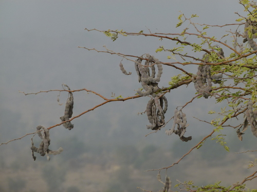 Egyptian acacia