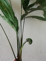 Cyclanthus bipartitus