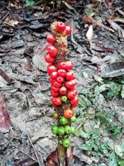 Dracontium spruceanum