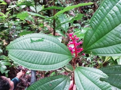 Miconia caquetana