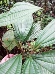 Miconia variabilis