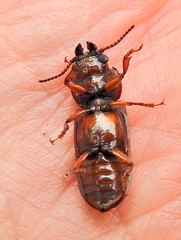 Meridiandra capicola