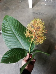 Palicourea guianensis
