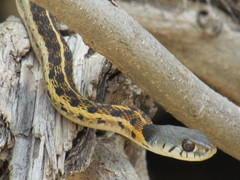 Thamnophis cyrtopsis collaris