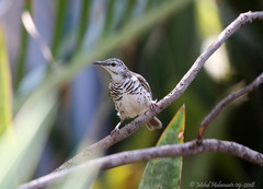 Ramsayornis fasciatus