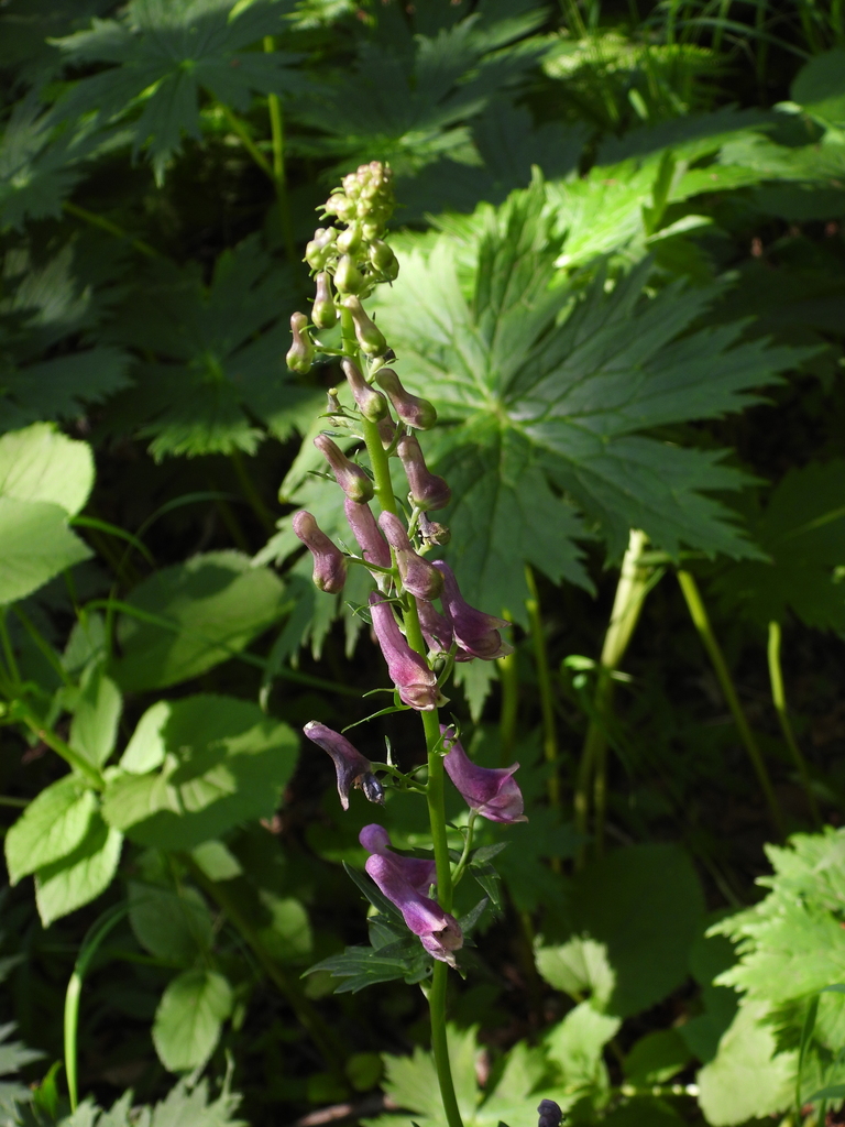 Tall Monkshood