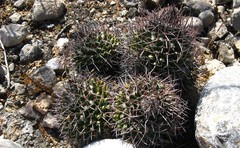 Mammillaria carnea