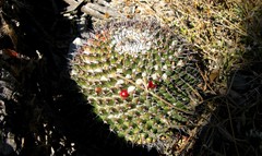 Mammillaria carnea