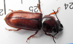 Meridiandra capicola