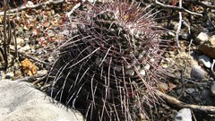 Mammillaria carnea