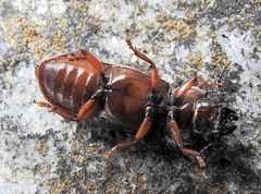 Meridiandra capicola