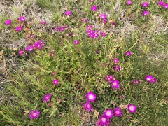Carpobrotus virescens