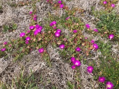 Carpobrotus virescens