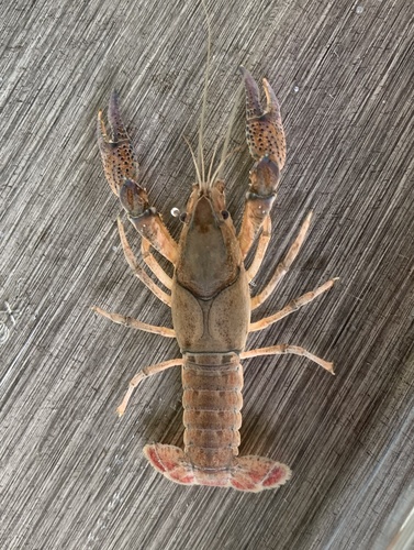 Red River Burrowing Crayfish