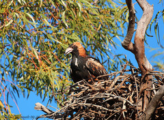 Hamirostra melanosternon