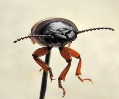 Meridiandra capicola