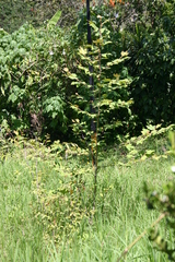 Platanus mexicana