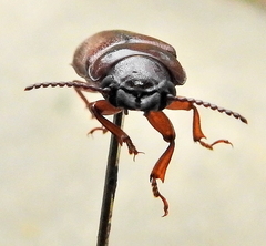 Meridiandra capicola