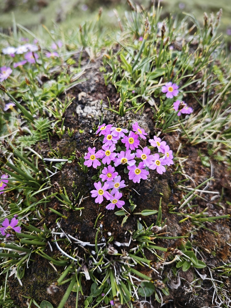 Primroses in June 2023 by 15721196805