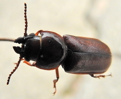 Meridiandra capicola