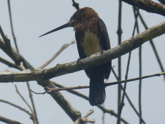 Brachygalba lugubris