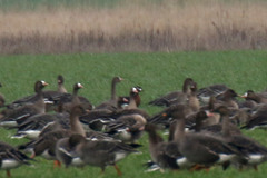 Branta ruficollis