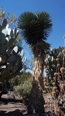Yucca periculosa