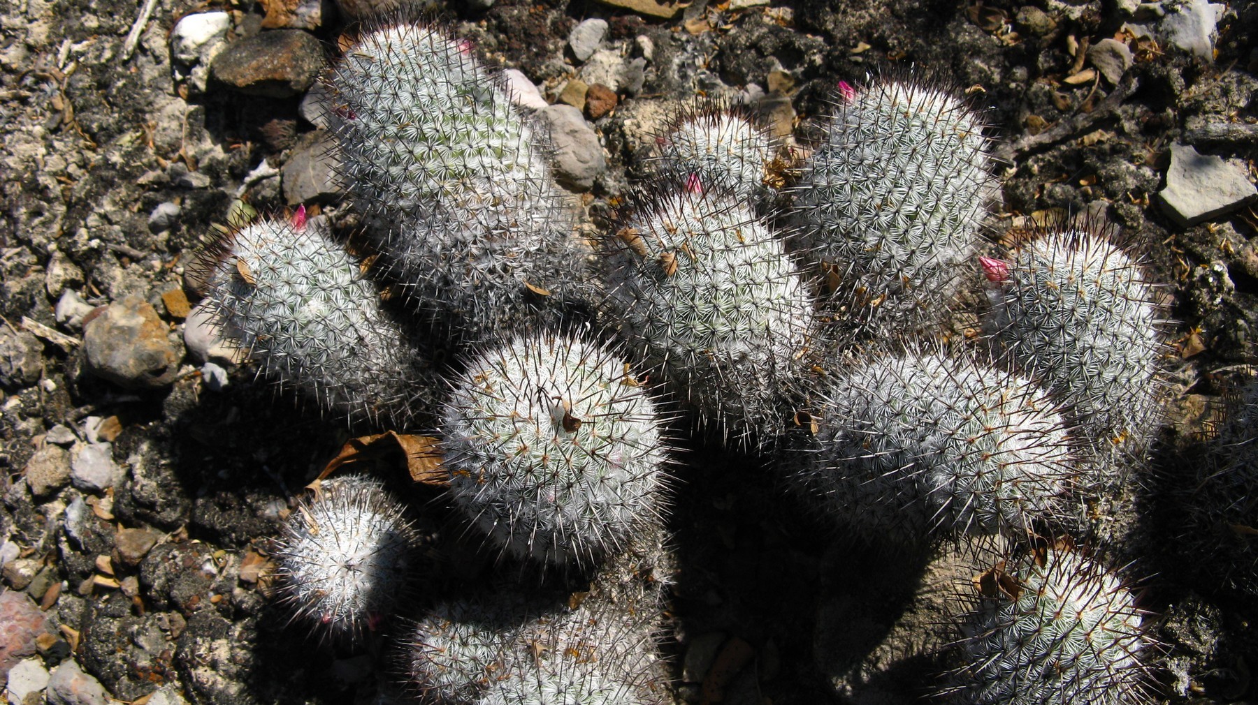 Photos of Subspecies Mammillaria haageana meissneri  iNaturalist
