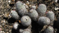 Mammillaria haageana meissneri