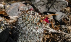 Mammillaria haageana meissneri