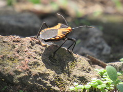 Sephina vinula