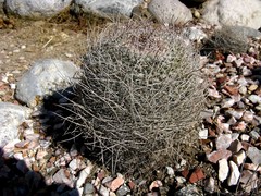 Mammillaria mystax