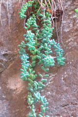 Sedum treleasei