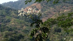Montanoa bipinnatifida