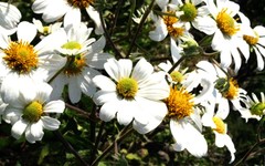 Montanoa bipinnatifida