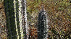 Lemaireocereus hollianus