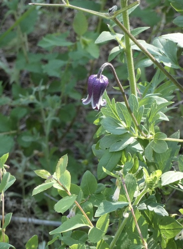Image of Bigelow's Leatherflower (Clematis bigelovii) by (c) bmasinton, some rights reserved (CC BY-SA)