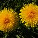 Dandelions - Photo (c) Peter, some rights reserved (CC BY-SA)