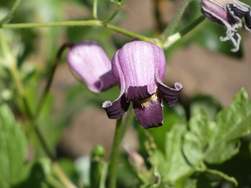 Bigelow's leather flower (Clematis bigelovii)