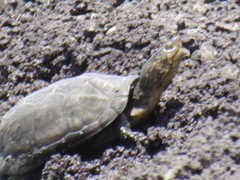 Kinosternon hirtipes