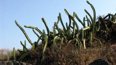 Stenocereus standleyi