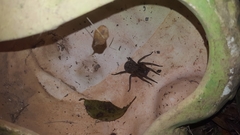 Phoneutria nigriventer