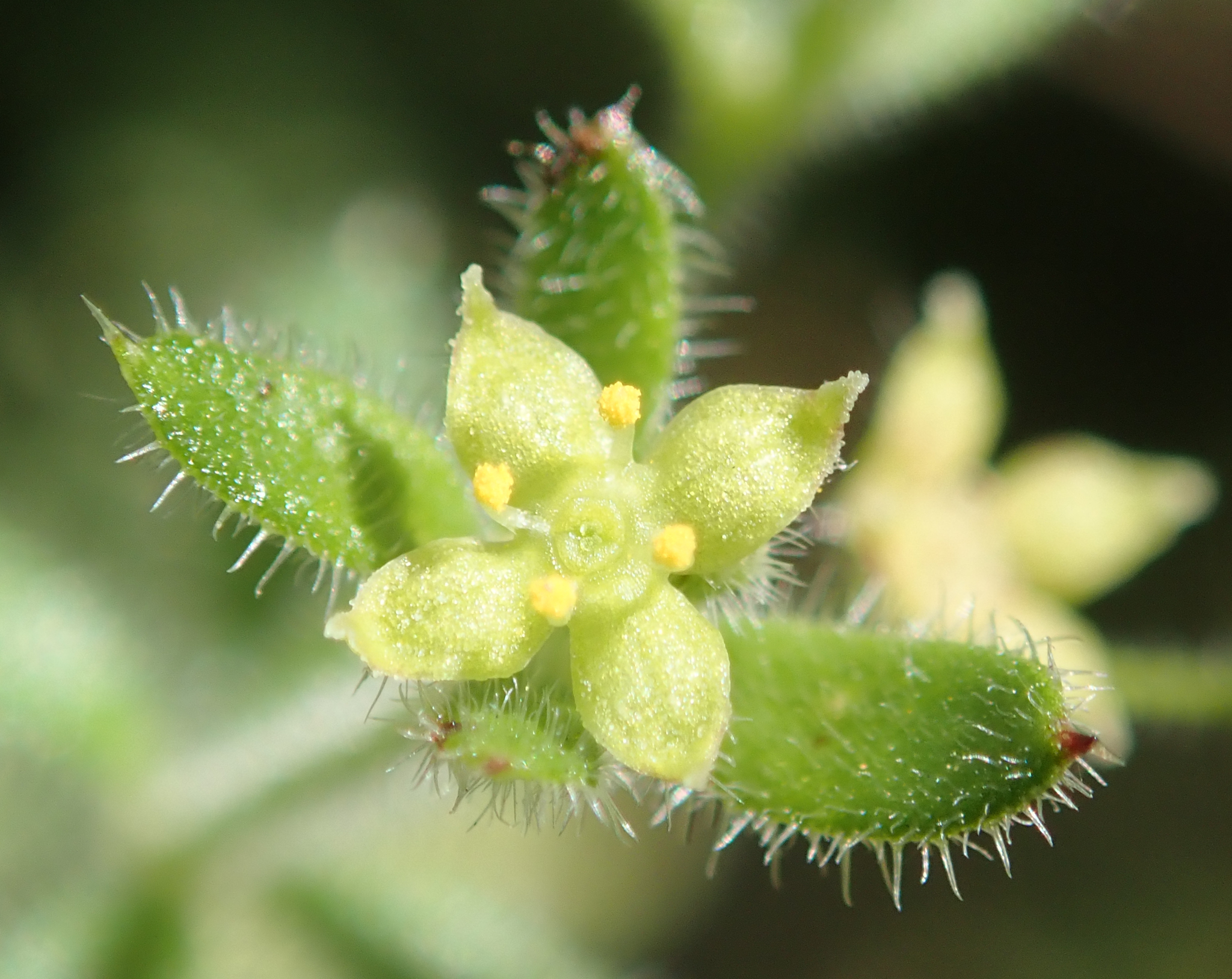 Galium grande